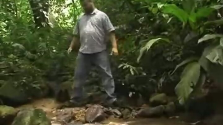 Brasilian Bears, Ursos brasileiros II