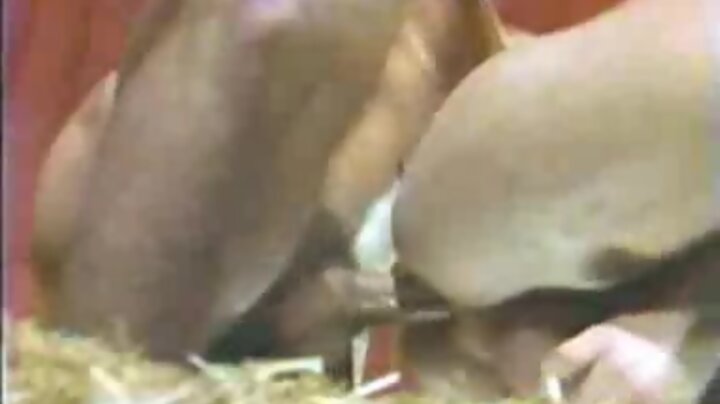Farm Teens Fuck In Barn